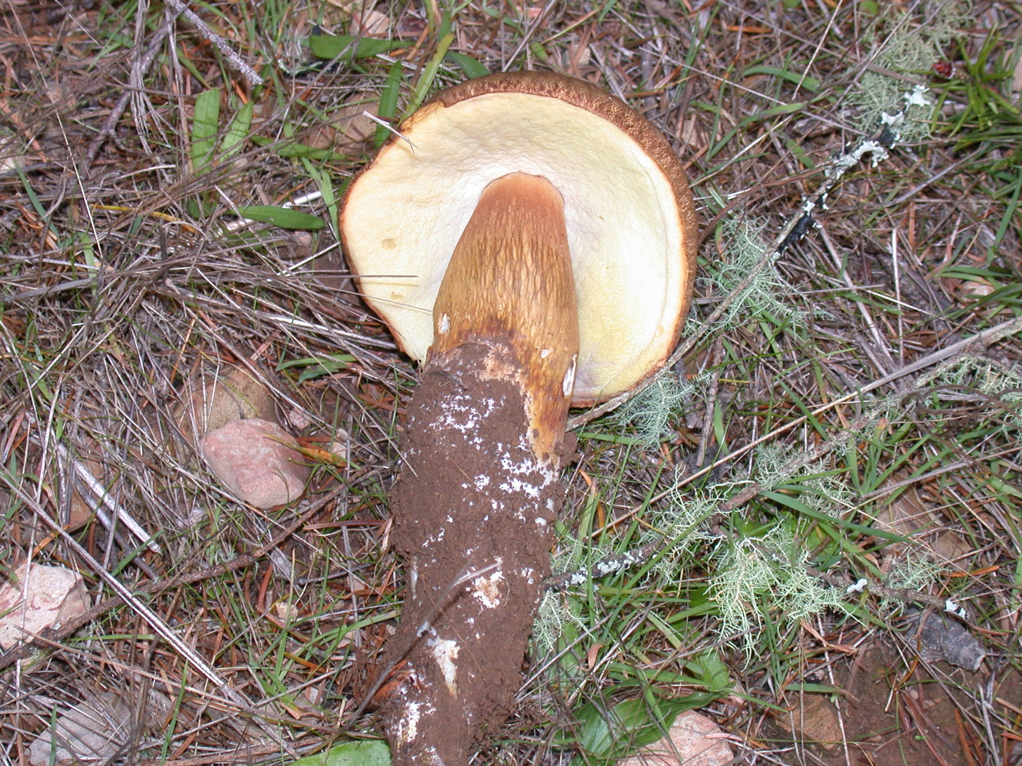 Boletus fibrillosus The Bolete Filter