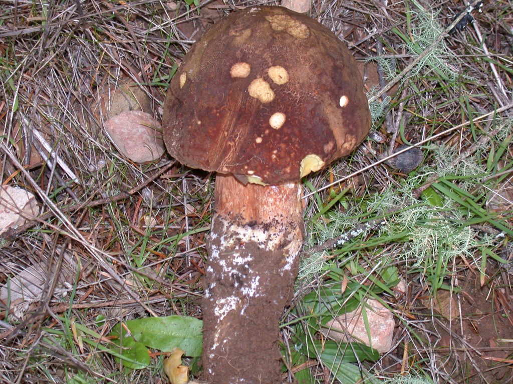 Boletus fibrillosus The Bolete Filter