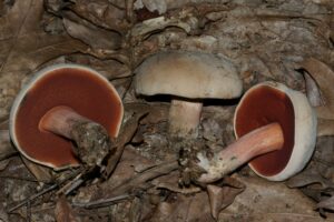 Caloboletus firmus ("Piedmont Bolete")