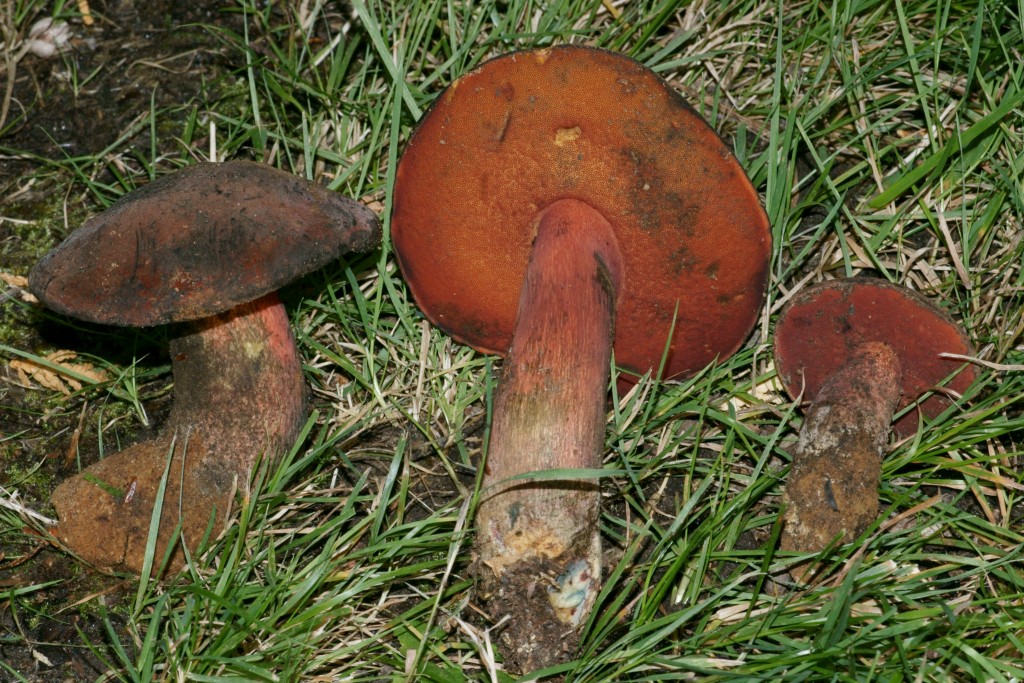 Boletus Flammans (“Flame Bolete”) | The Bolete Filter