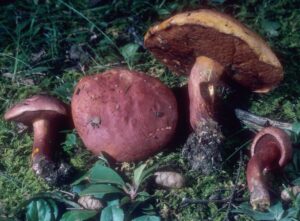 Boletus flammans ("Flame Bolete")