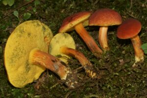 Hortiboletus rubellus