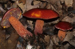 Exsudoporus frostii ("Candy Apple Bolete")