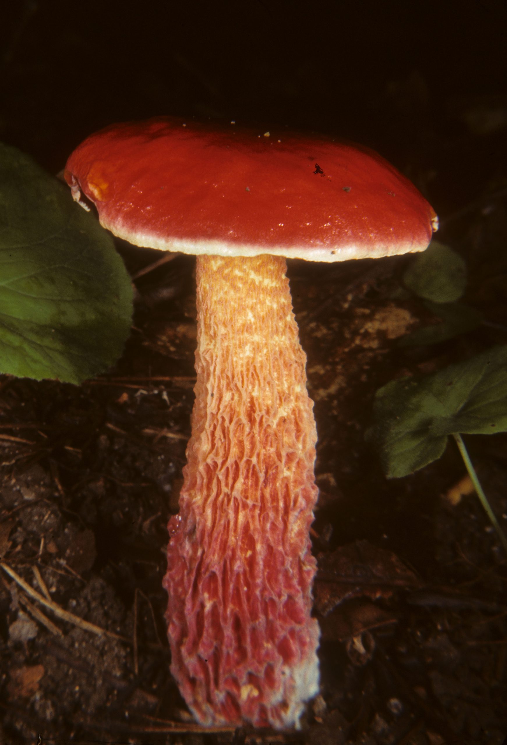Exsudoporus frostii (“Candy Apple Bolete”) The Bolete Filter