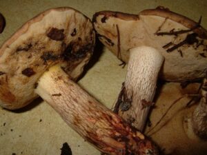 Retiboletus vinaceipes