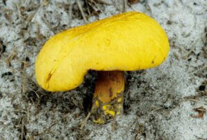 Buchwaldoboletus hemichrysus