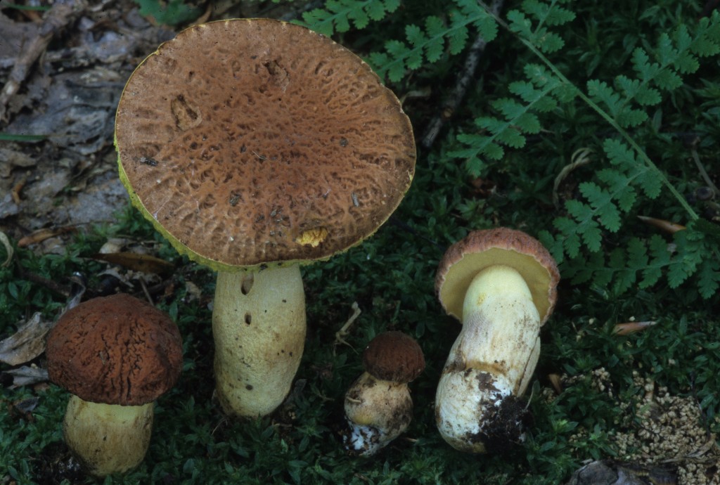 hortonii (“Corrugated Bolete”) The Bolete Filter