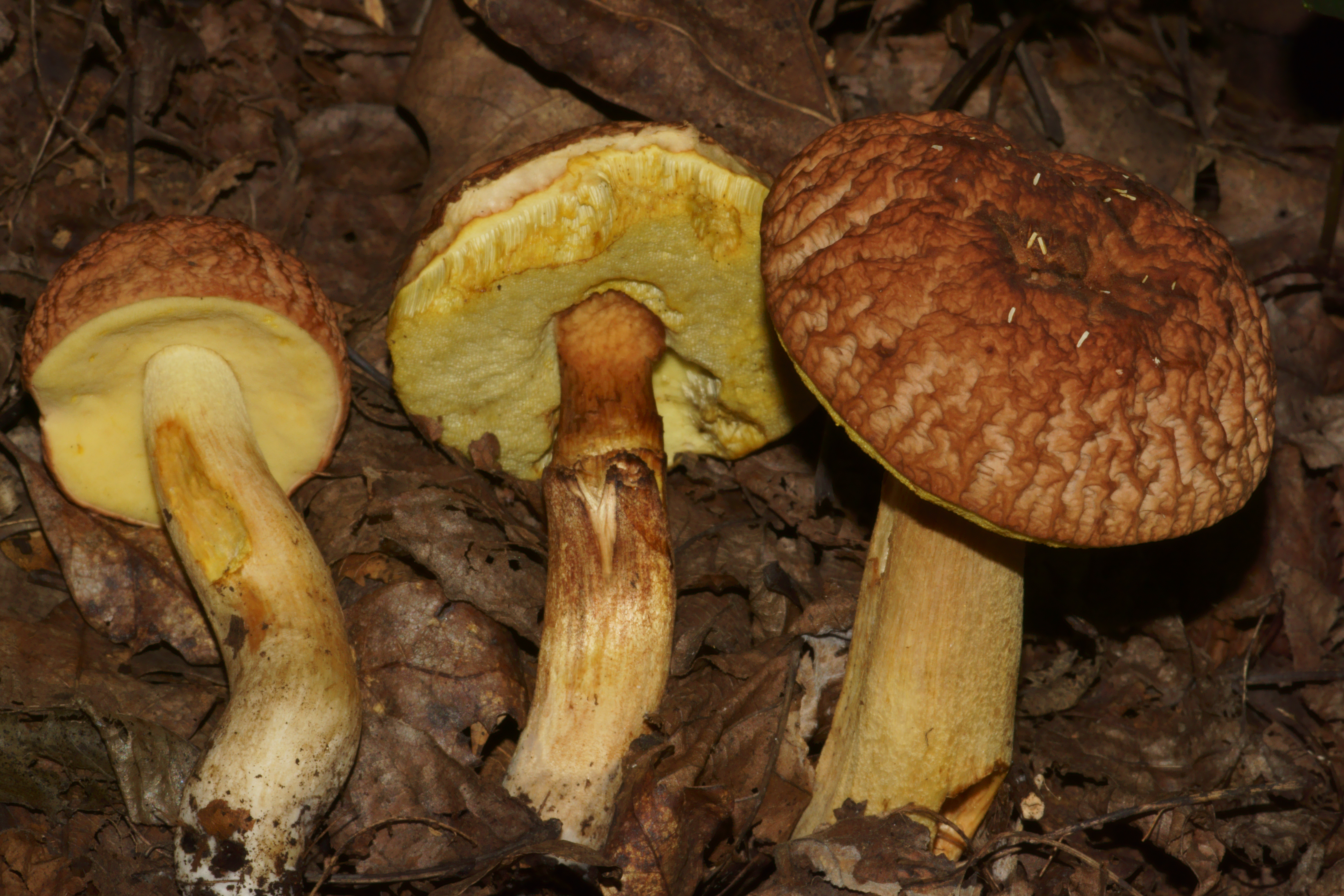 hortonii (“Corrugated Bolete”) The Bolete Filter