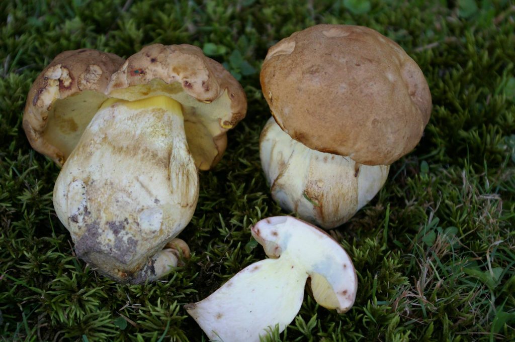 Boletus huronensis (“False King Bolete”) The Bolete Filter