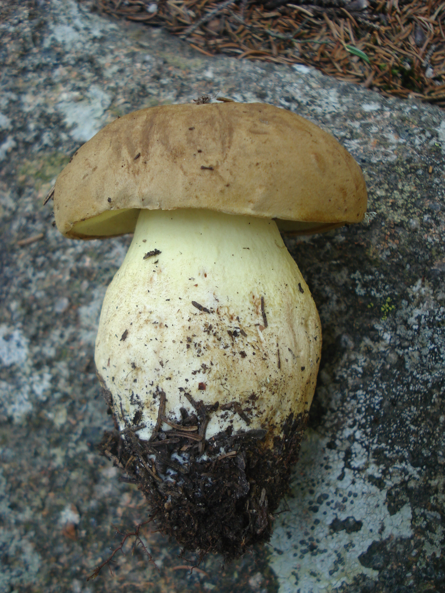 Boletus huronensis (“False King Bolete”) The Bolete Filter