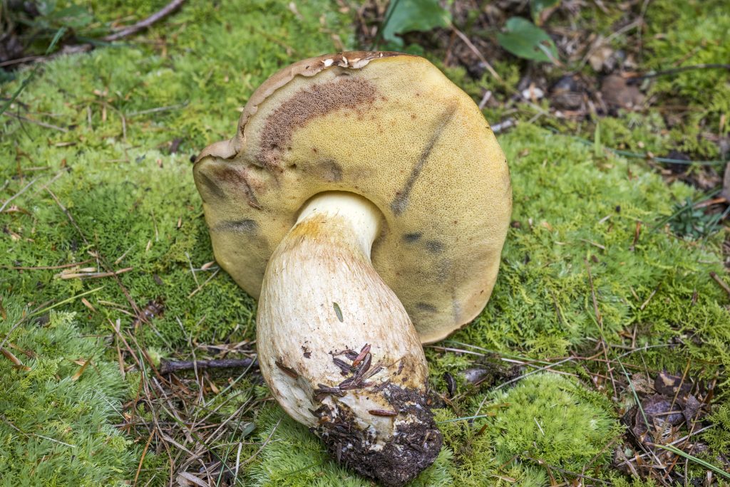 Boletus huronensis (“False King Bolete”) The Bolete Filter