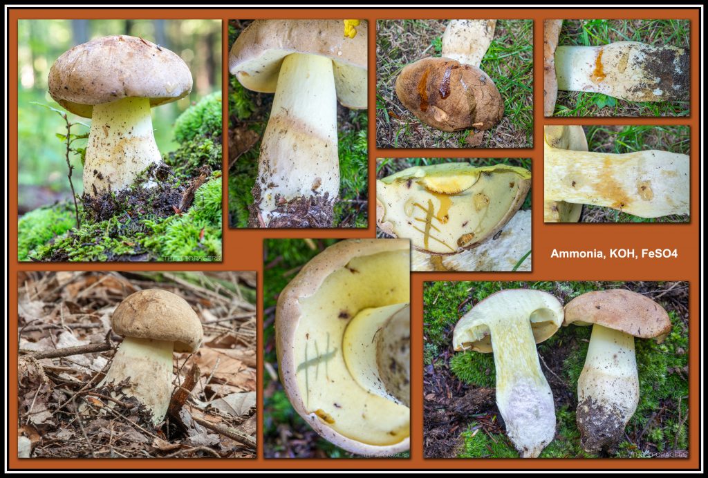 Boletus huronensis (“False King Bolete”) The Bolete Filter