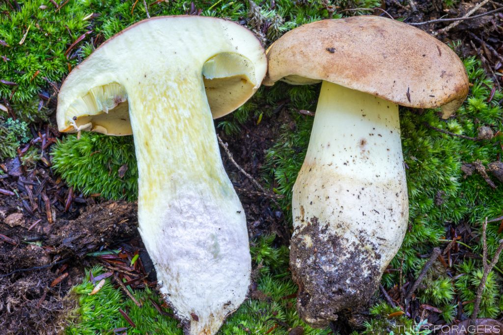 Boletus huronensis (“False King Bolete”) The Bolete Filter