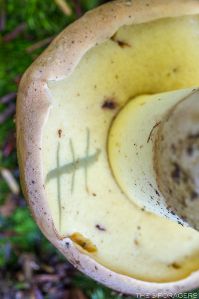 Boletus huronensis (“False King Bolete”) The Bolete Filter