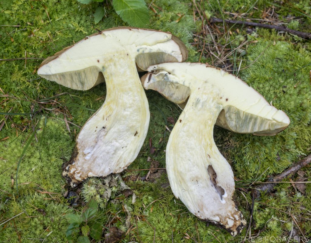 Boletus huronensis (“False King Bolete”) The Bolete Filter