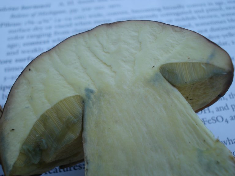 Boletus huronensis (“False King Bolete”) The Bolete Filter