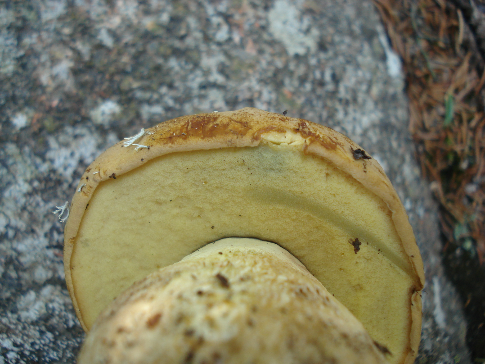 Boletus huronensis (“False King Bolete”) The Bolete Filter