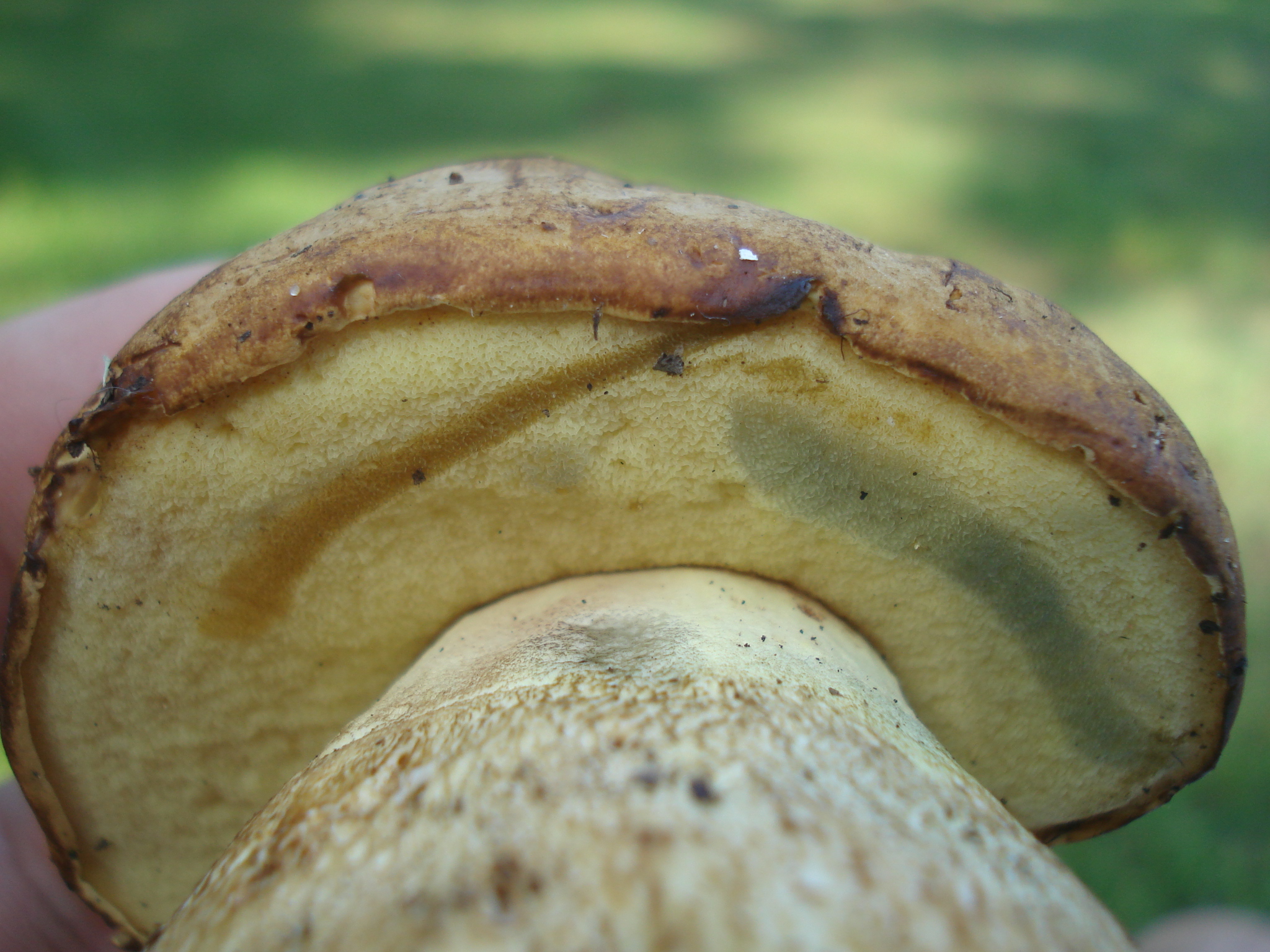 Boletus huronensis (“False King Bolete”) The Bolete Filter