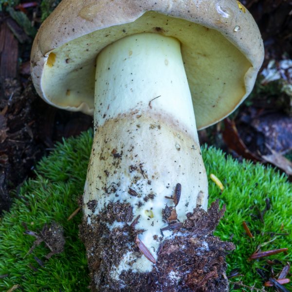 Boletus huronensis (“False King Bolete”) The Bolete Filter