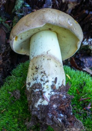Boletus huronensis ("False King Bolete")