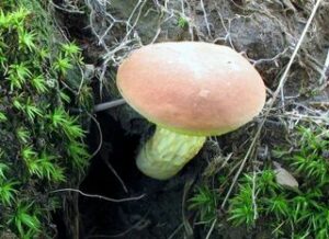 Xerocomus illudens