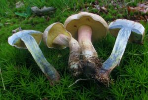 Caloboletus inedulis