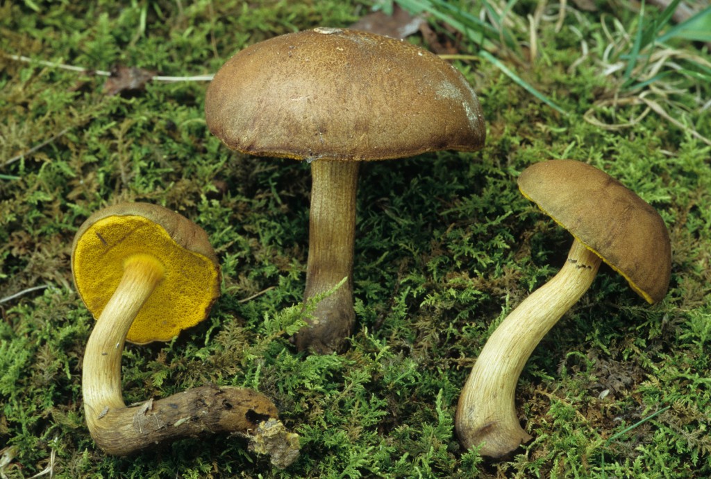 Aureoboletus innixus (“Clustered Brown Bolete”) The Bolete Filter