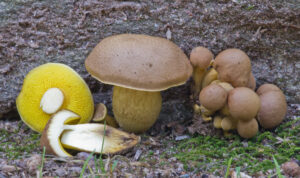 Aureoboletus innixus ("Clustered Brown Bolete")