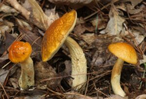 Leccinum longicurvipes