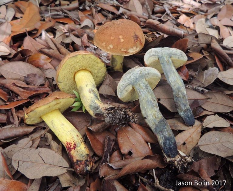 Boletus luridellus The Bolete Filter