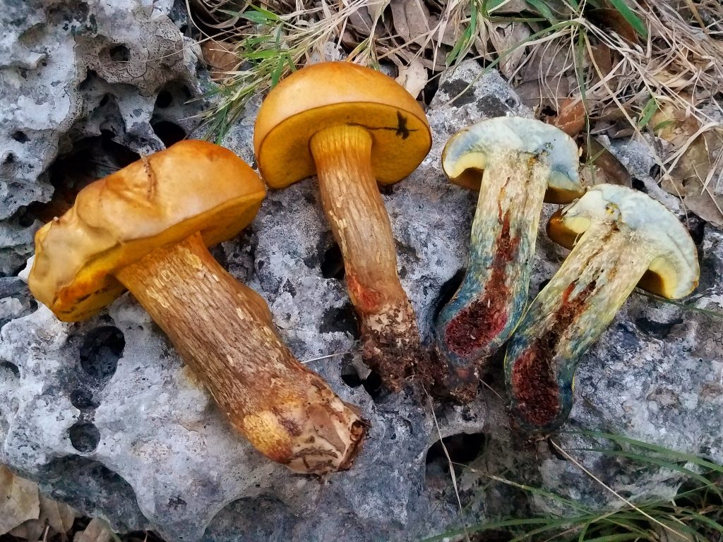 Boletus luridellus The Bolete Filter
