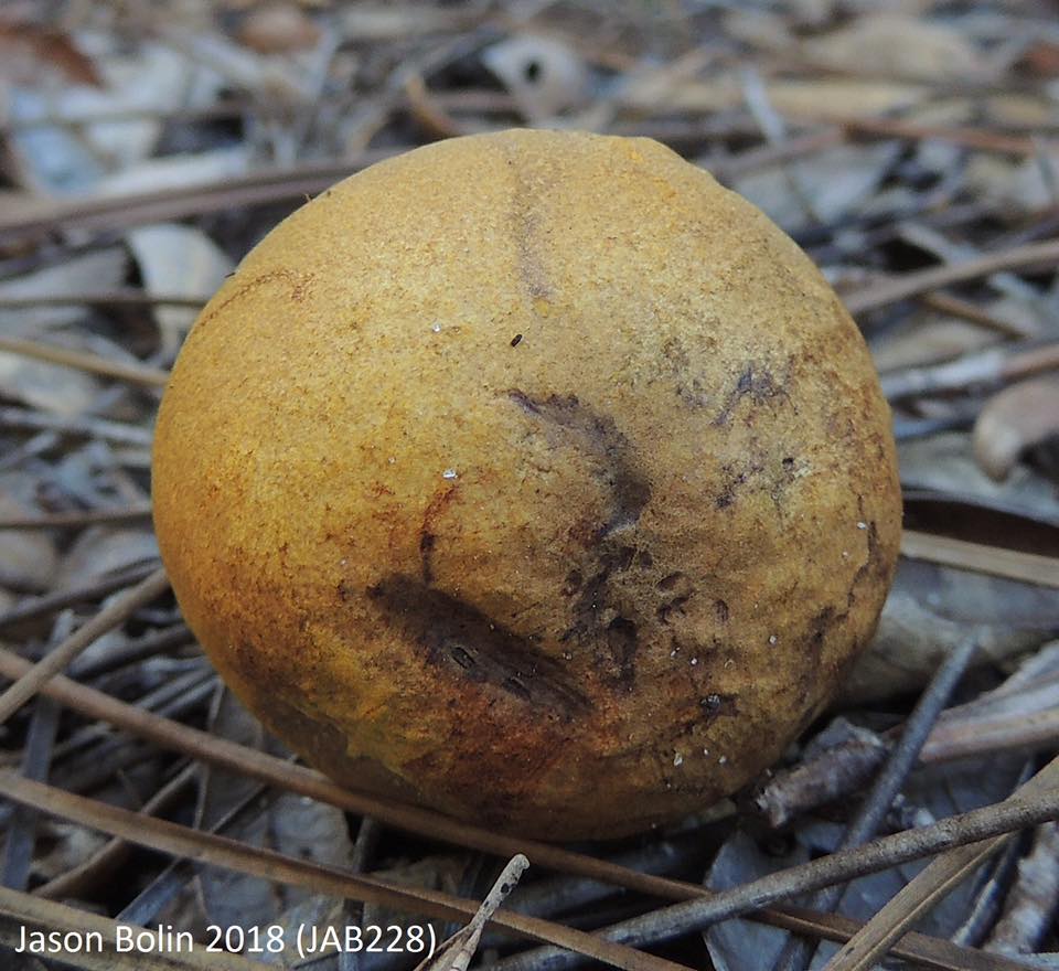 Boletus luridellus The Bolete Filter