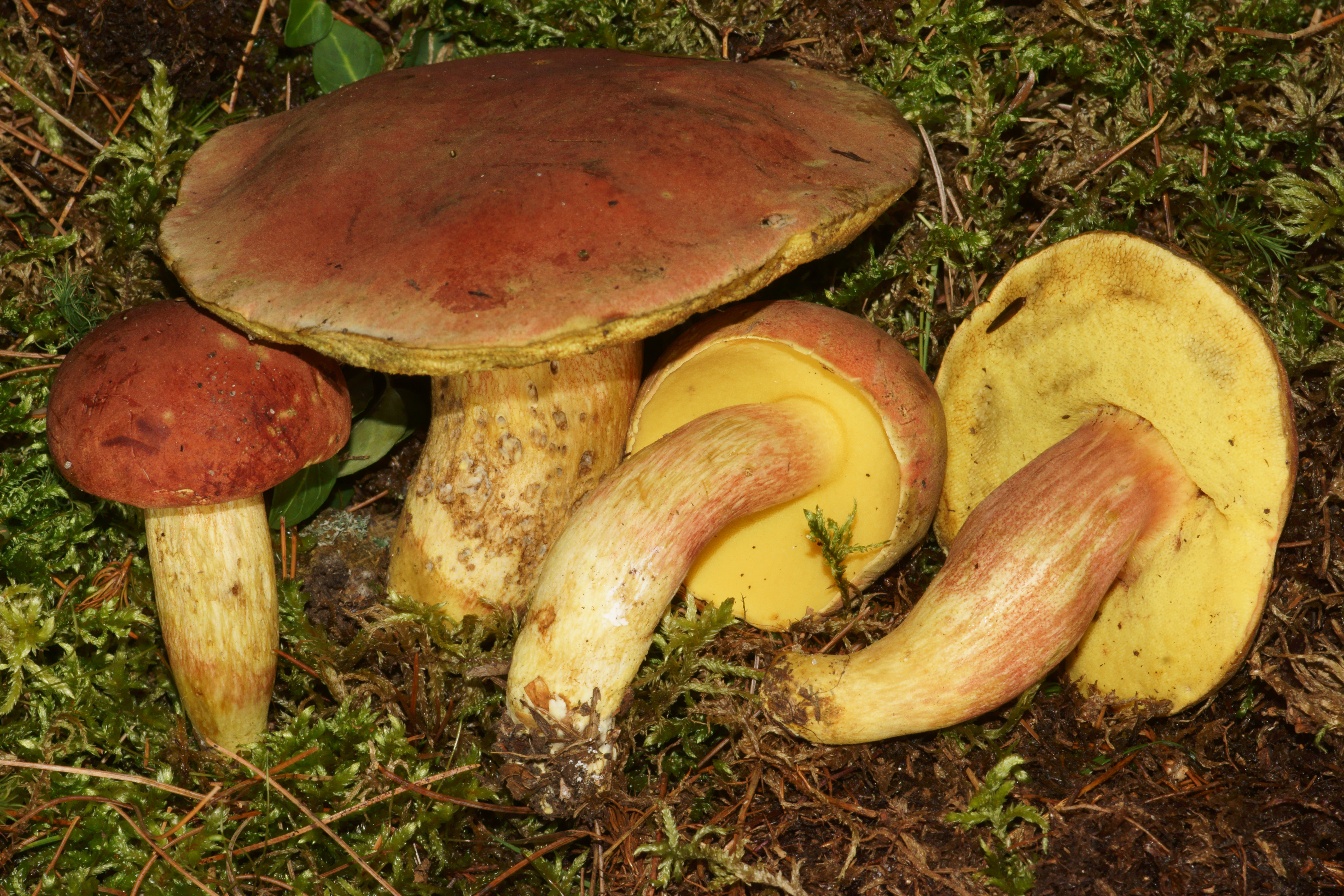 Northern Bolete Mushrooms