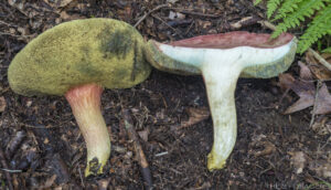 Boletus miniato-olivaceus
