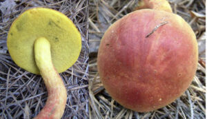 Boletus miniato-pallescens