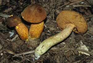 Xerocomus morrisii ("Red Speckled Bolete")
