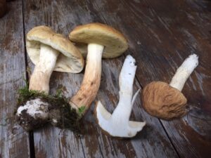 Boletus nobilis