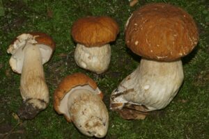 Boletus nobilissimus