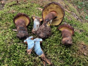 Boletus oliveisporus