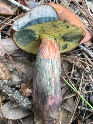 Boletus oliveisporus