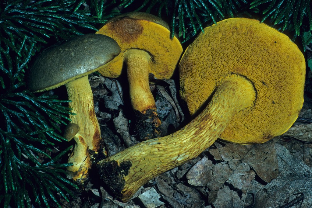 Retiboletus Ornatipes (“Ornate Bolete”) | The Bolete Filter