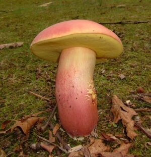 Lanmaoa pallidorosea ("Bouillon Bolete")