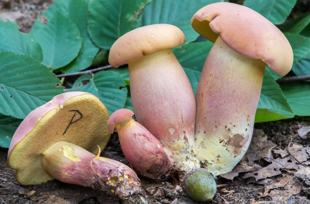 Lanmaoa pallidorosea (“Bouillon Bolete”) The Bolete Filter