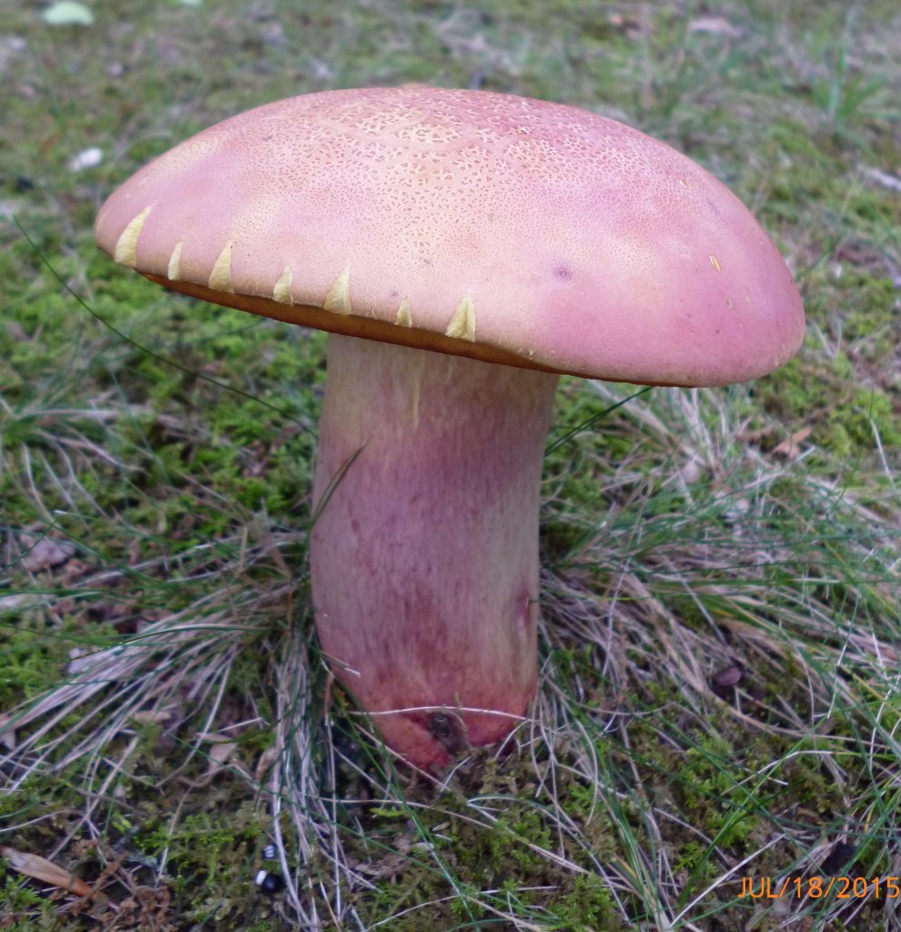 Lanmaoa pallidorosea (“Bouillon Bolete”) The Bolete Filter