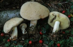 Imleria pallida ("Pallid Bolete")