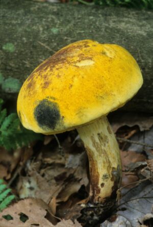 Neoboletus pseudosulphureus