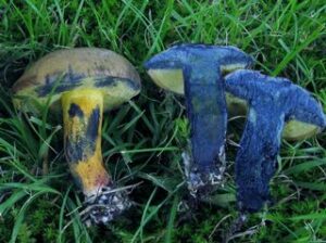 Cyanoboletus cyaneitinctus