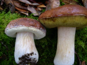 Boletus regineus ("Queen Bolete")