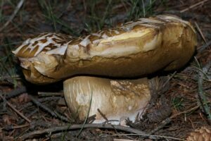 Boletus reticulatus ("Summer King Bolete")