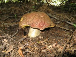 Boletus rex-veris